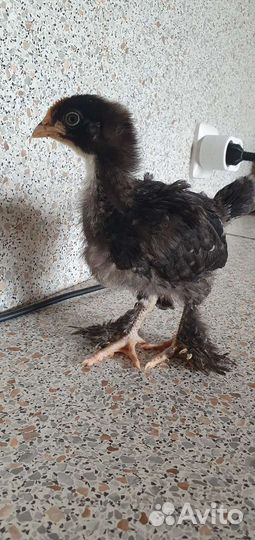 Цыплята несушки