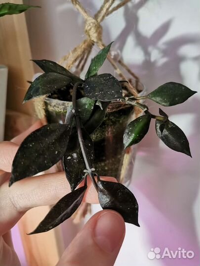 Хойи сортовые