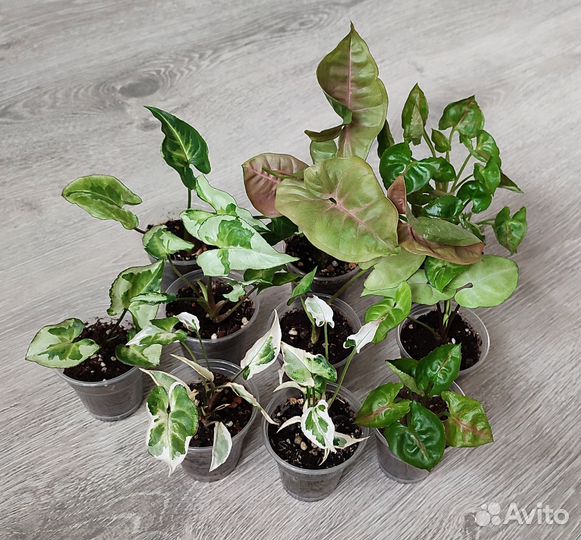 Сингониумы сортовые