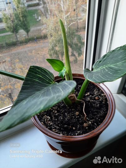 Филодендрон биркин