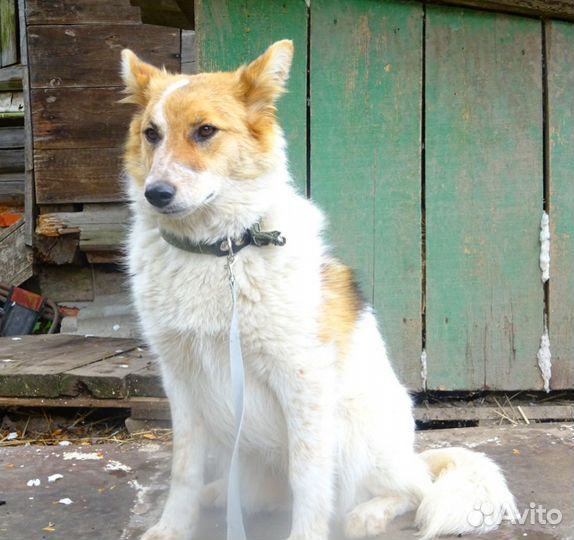 Ница - (стерилизованная)