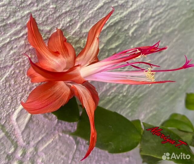 Шлюмбергеры сортовые