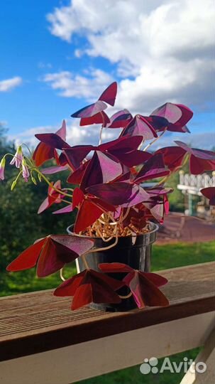 Кислица оксалис