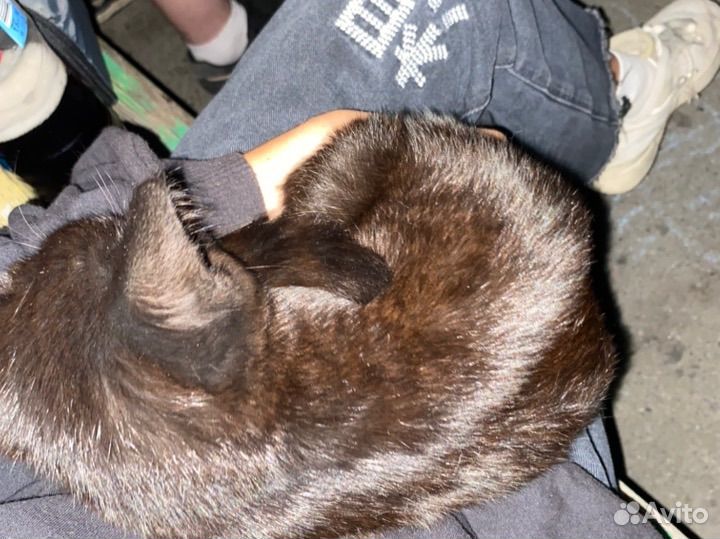 Черный пушистый котенок