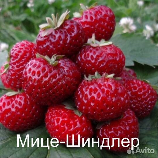 Рассада клубники