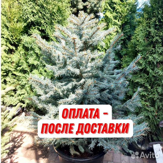 Ели голубые и зеленые с доставкой и посадкой