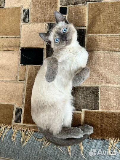 Котенок