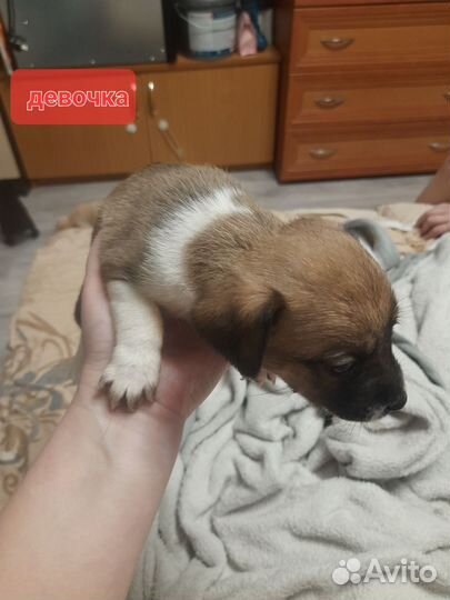 Щенки в добрые руки