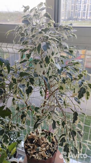 Фикус бенджамина