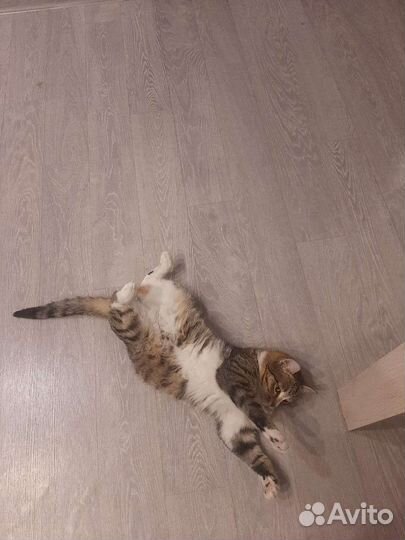 Красивый Кот