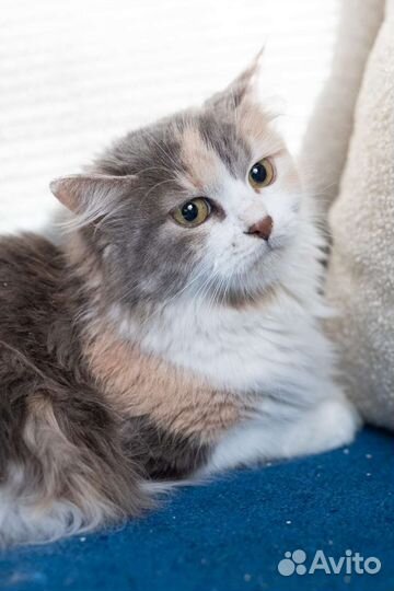 Кошка возраст 1.5 года