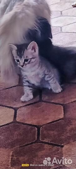 Котята в добрые руки бесплатно