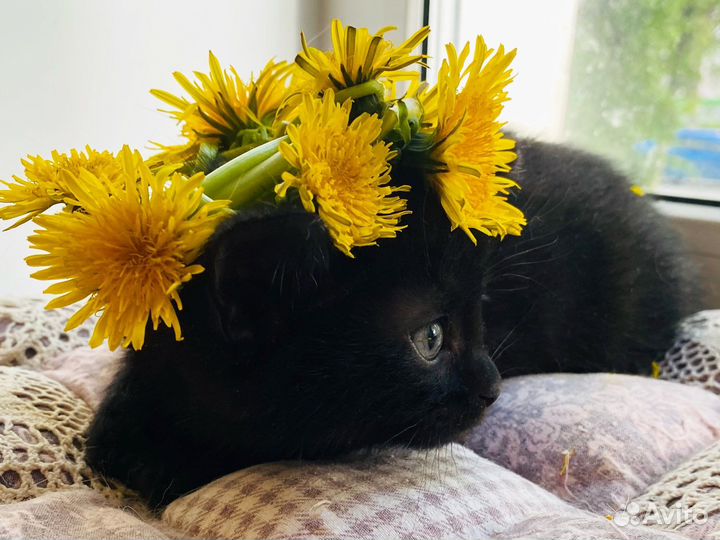 Обоятельная котёнок в поисках любящей семьи