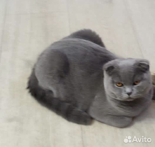 Шотландская вислоухая