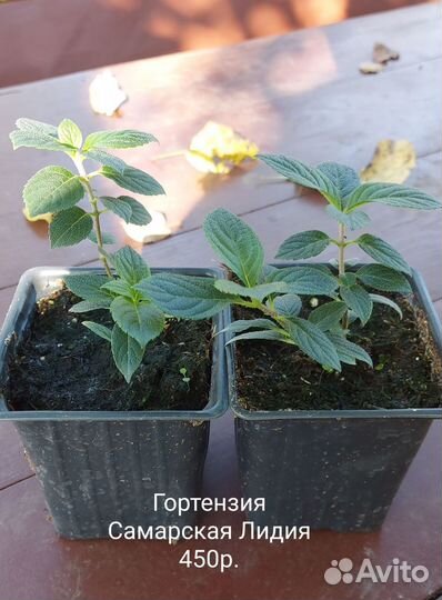 Гортензия саженцы