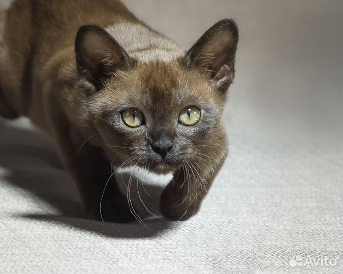 Котята европейской бурмы из элитного питомника