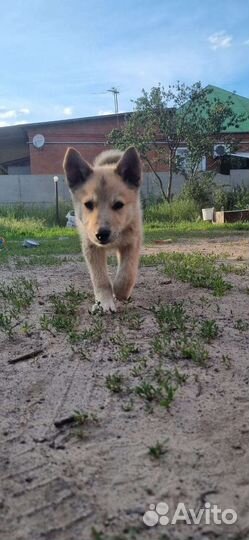 Отдам в хорошие руки