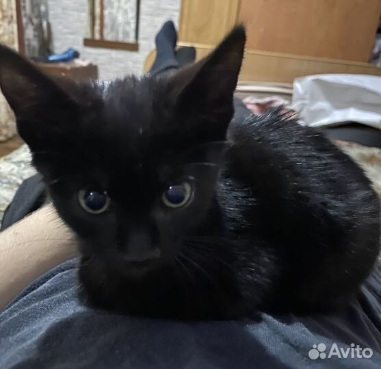 Котенок в добрые руки