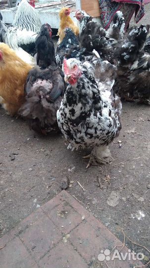 Куры петухи брама, Леггорн,Кохинхин