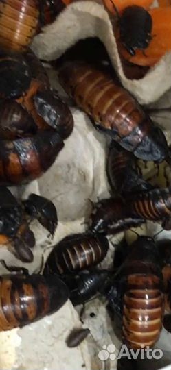 Блаберус и мадагаскарские тараканы