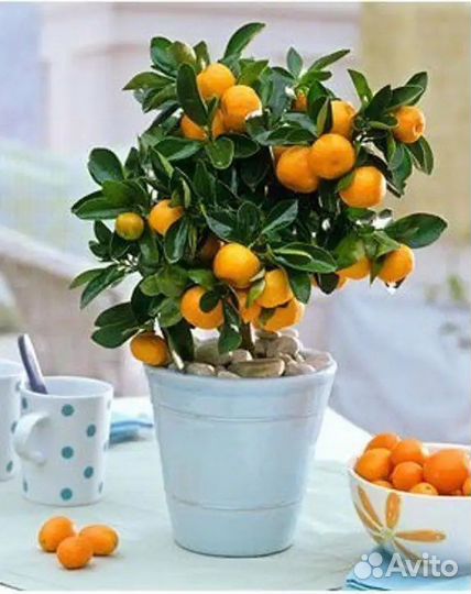 Цитрусовые плодоносящие растения