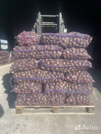 Семенной картофель