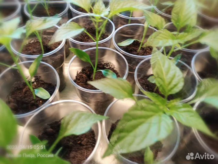 Перец острый