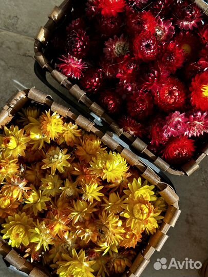 Гелихризум сухоцвет