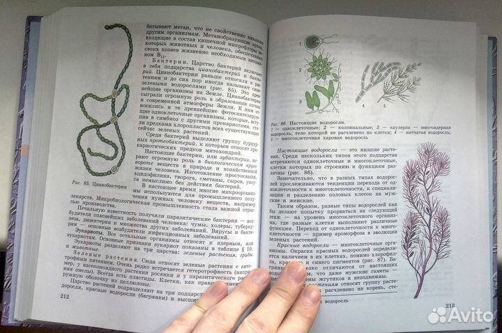 Общая биология. Учебник для 10-11 классов Беляев