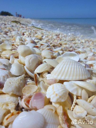 Ракушки и морские камушки