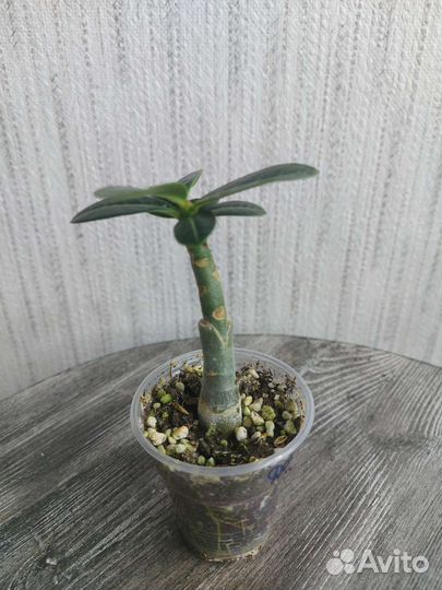 Адениумы привитые