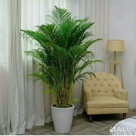 Хамидорея изящная