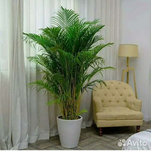 Хамидорея изящная