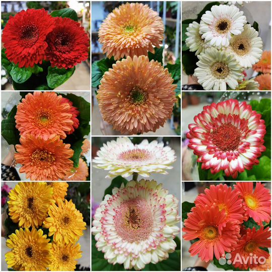 Гербера в горшке, комнатные цветы, садовые