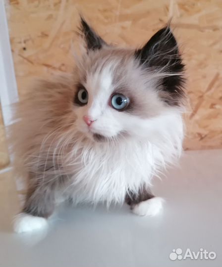 Отдам котят, мальчики