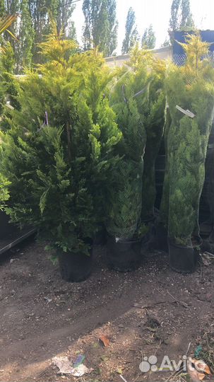 Кипарисовик(cupressocyparis) голд райдер,лейланди