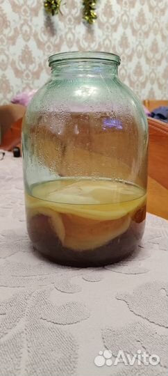 Чайный гриб