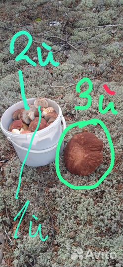 Продажа белых грибов 1,2,3 сорт