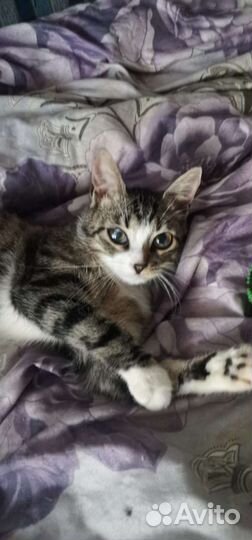 Кошка