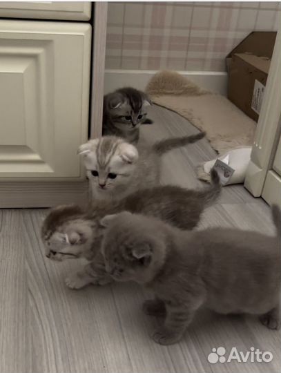 Шотландская кошка