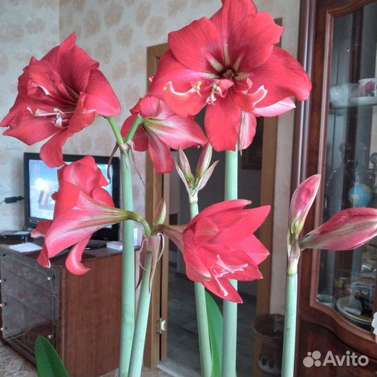 Гиппеаструм