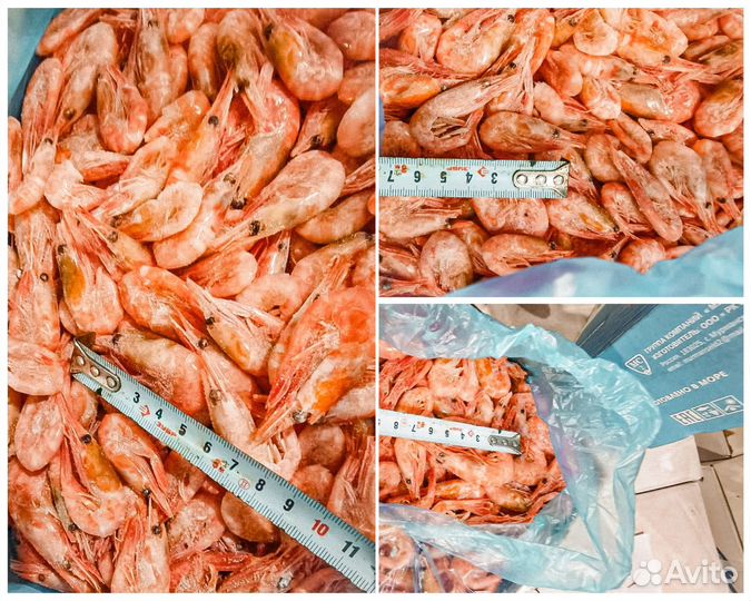 Креветка северная свежая Оптом