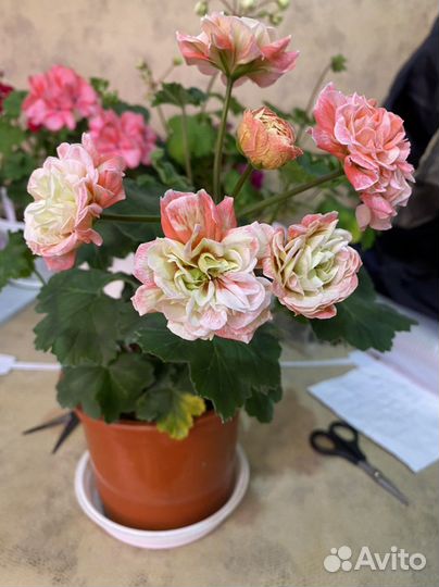 Пеларгония сортовая герань