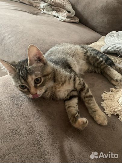 Кошка девочка 2 месяца