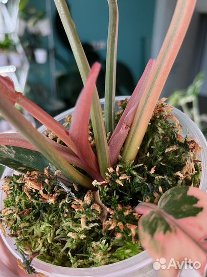 Филодендрон карамель марбл