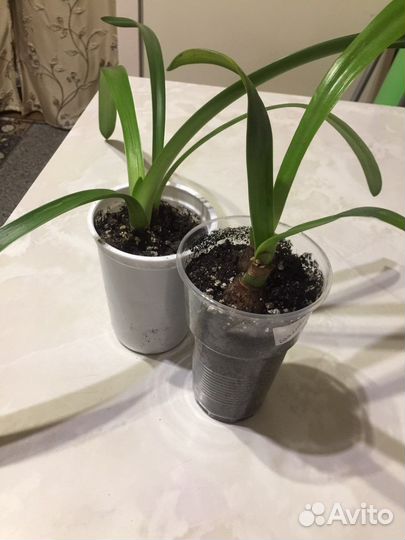 Гиппеаструм