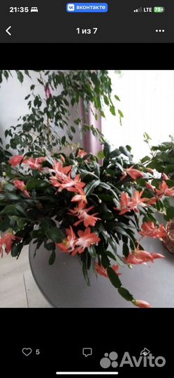 Шлюмбергера