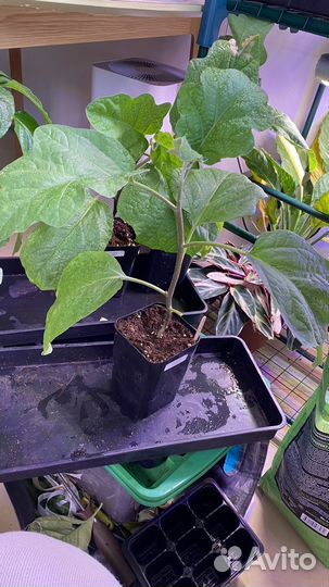 Рассада баклажана