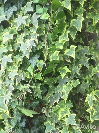 Плющ для фонтана и живой изгороди