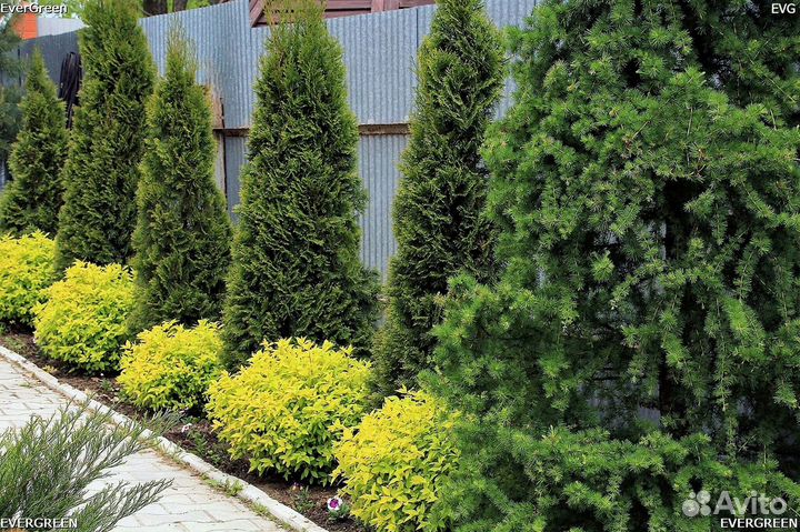 Туи зеленые